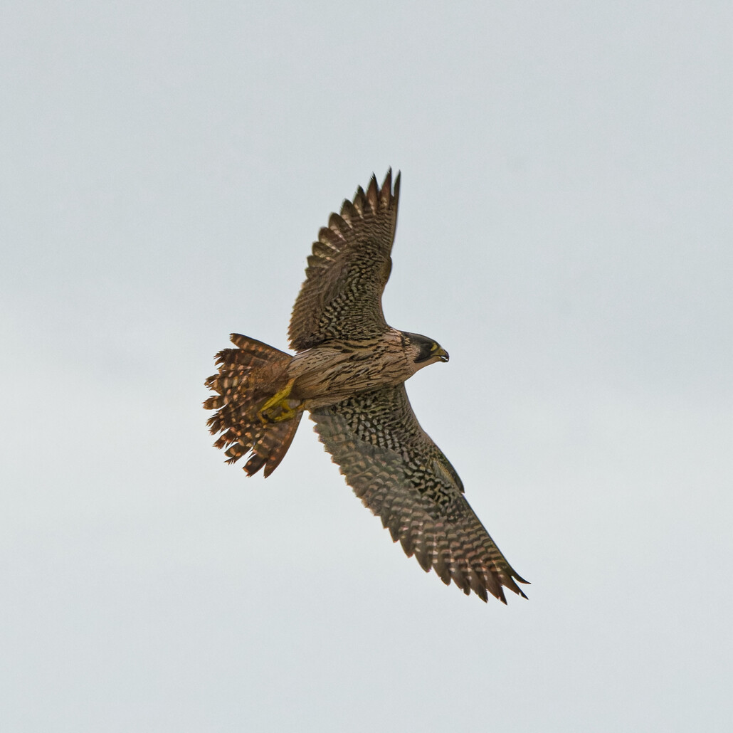 Photo of Peregrine Falcon